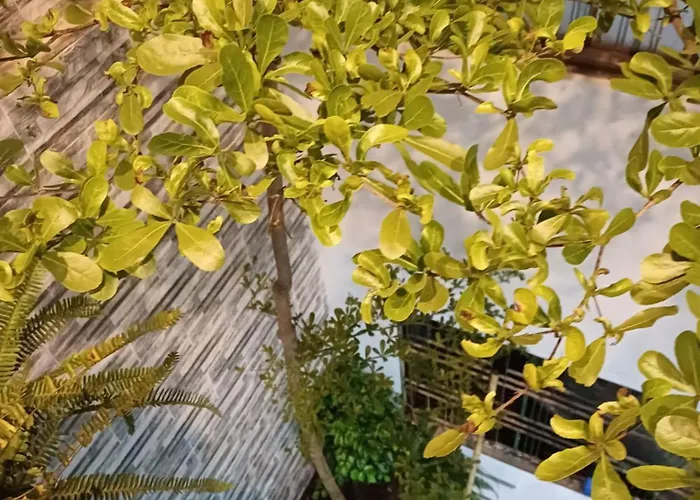 Seashine Homestay